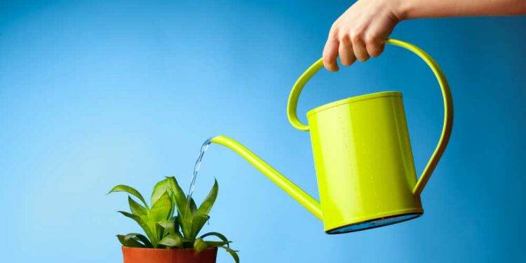 Summer Gardening Ideas