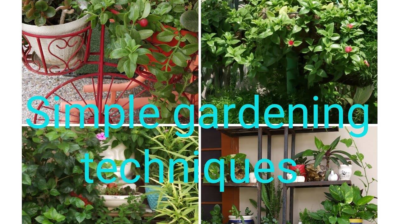 Insanely Clever Gardening Tips