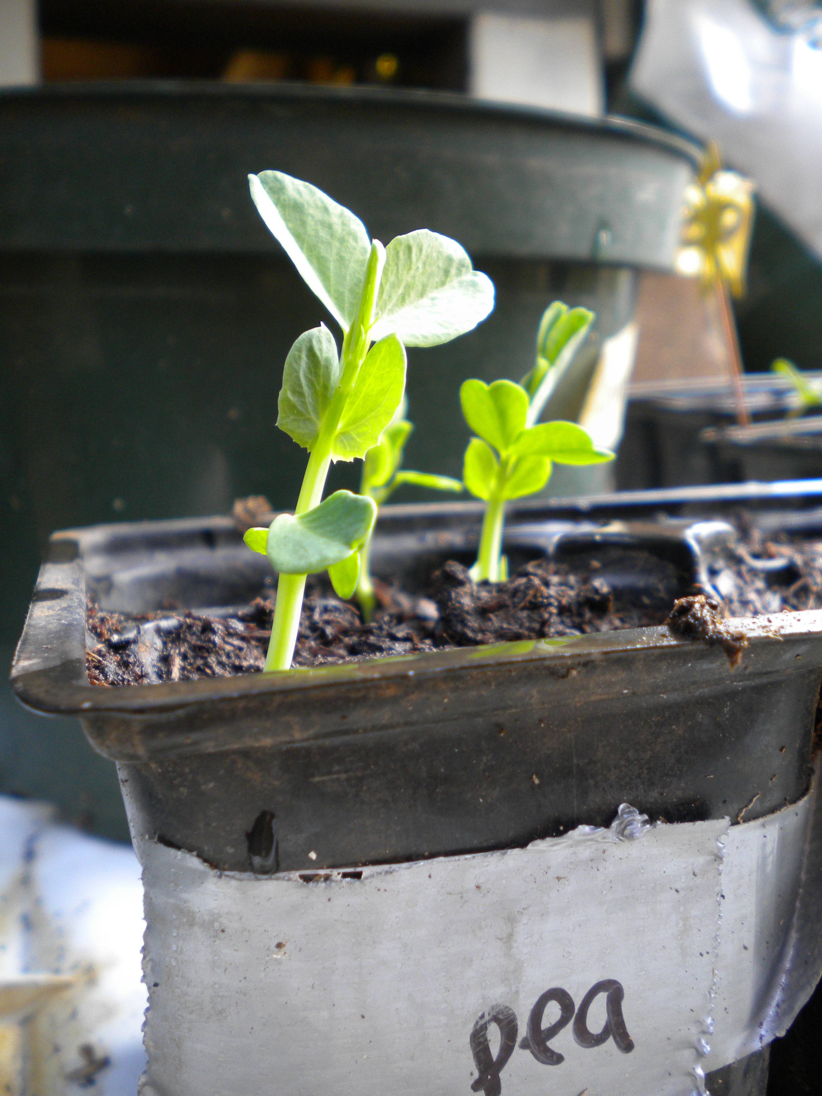 Herb Gardening Tips