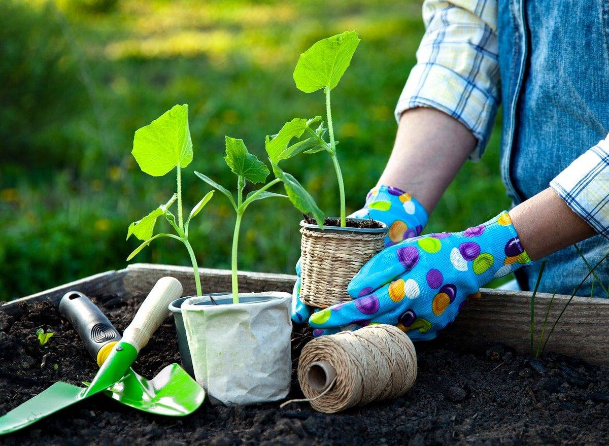 Vegetable Gardening Tips And Tricks Gardeninggiftideas Rock Garden