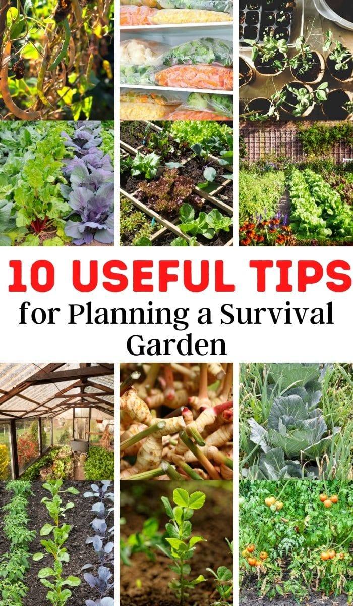 A Survival Garden Diy