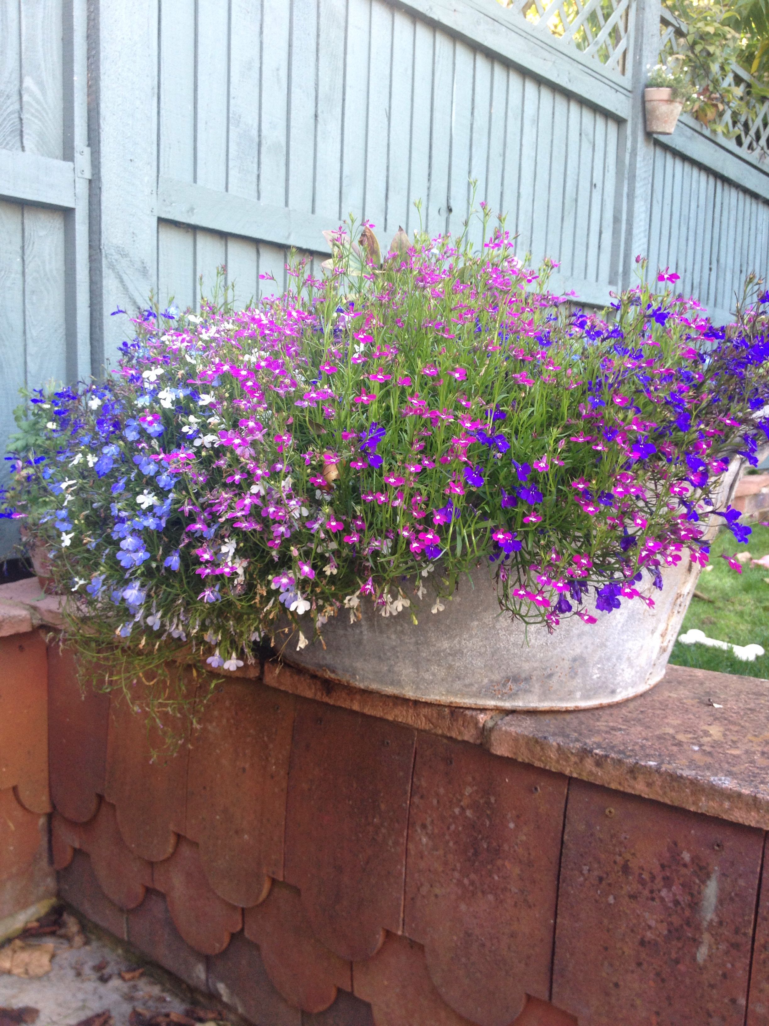 Rustic Shabby Chic Gardening Geraniums