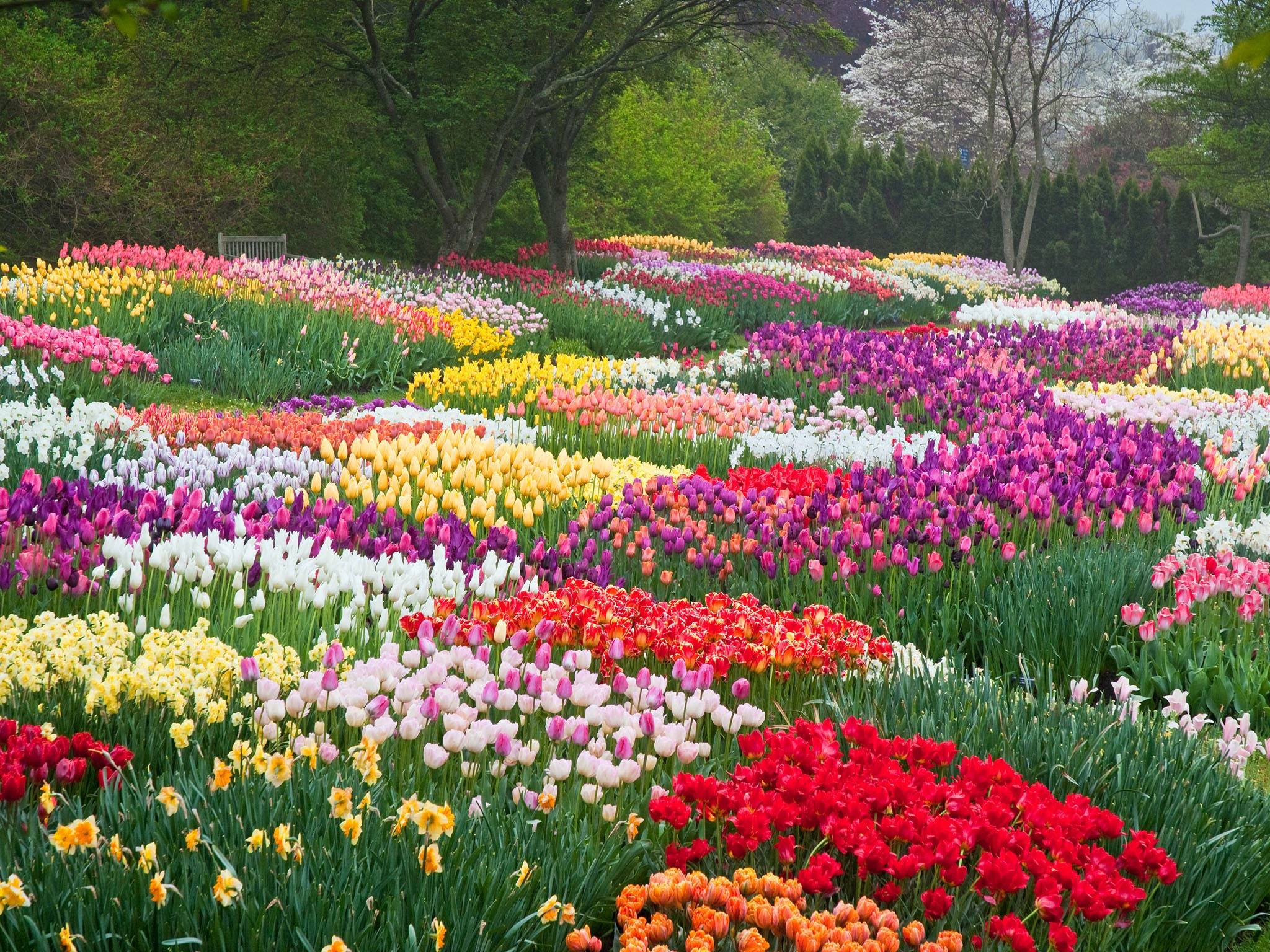 Top Beautiful Spring Flowers