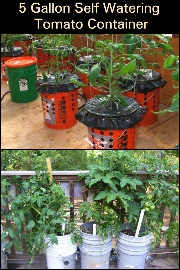 Container Gardening Vegetables Pictures