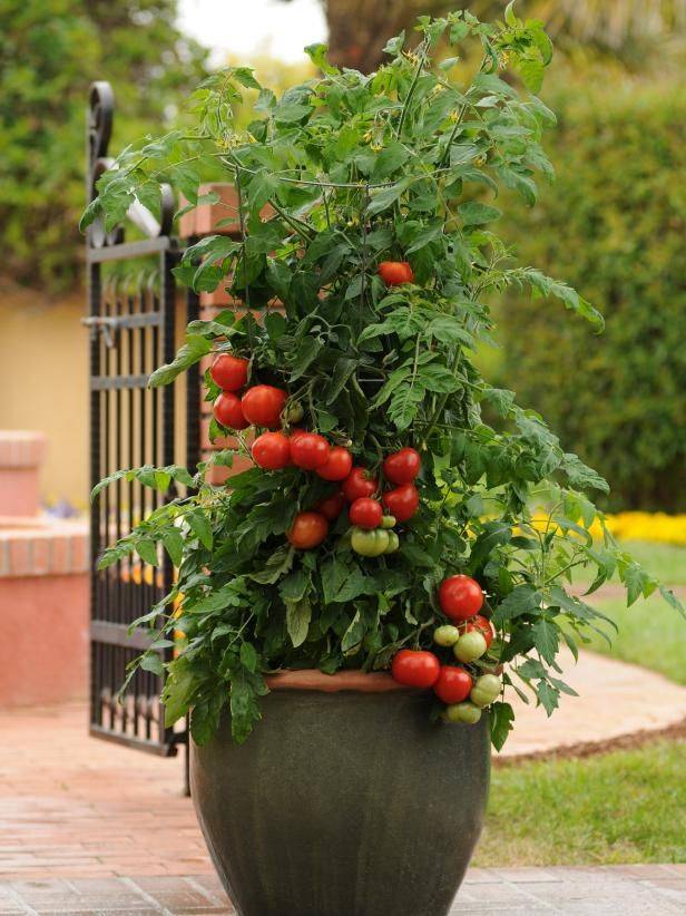 Container Tomato Gardening Dengarden