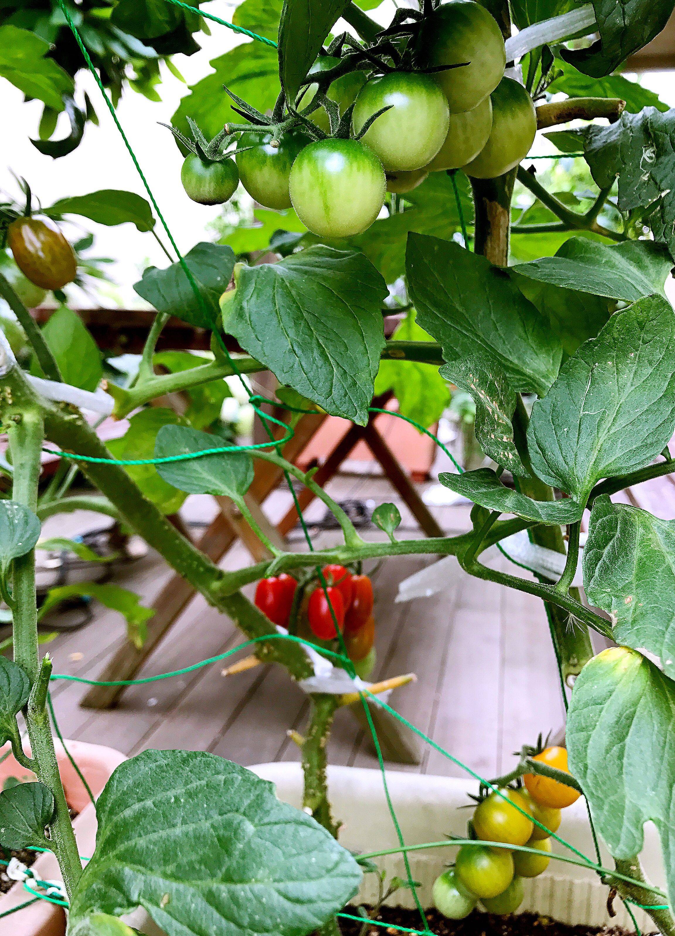 Growing Tomato Plants