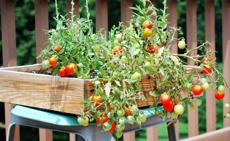 Tomatoes Container Gardening Vegetables