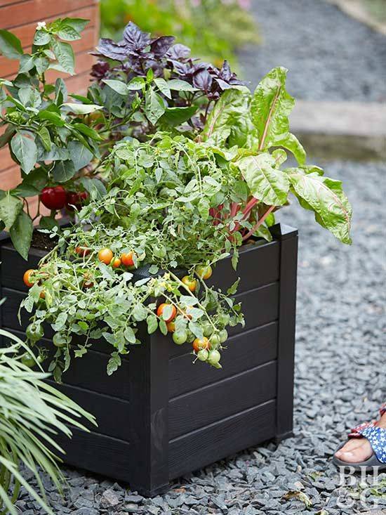 Tomatoes Container Gardening Vegetables