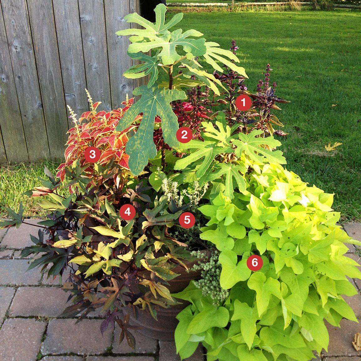 Container Gardening Ideas