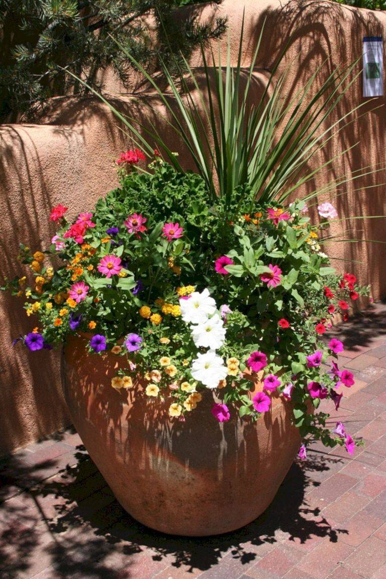 Full Sun Container Plants