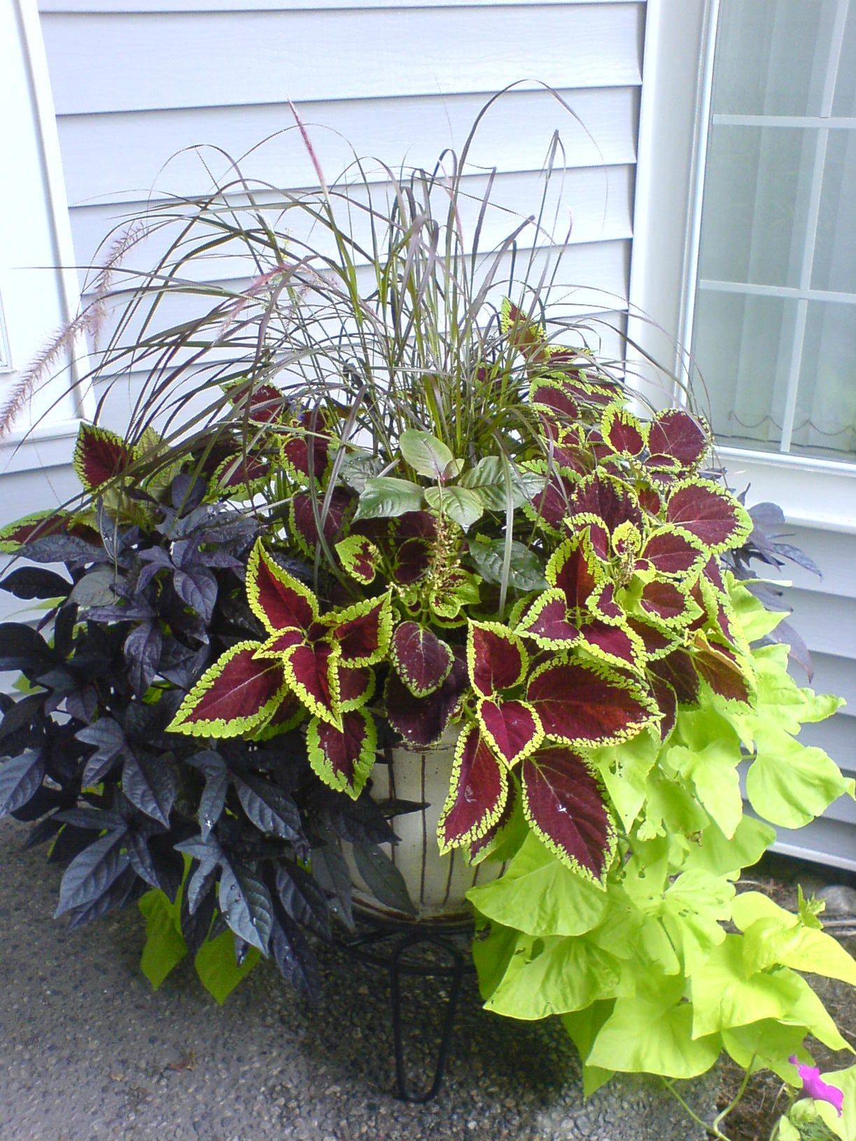 Full Sun Container Plants Ideas