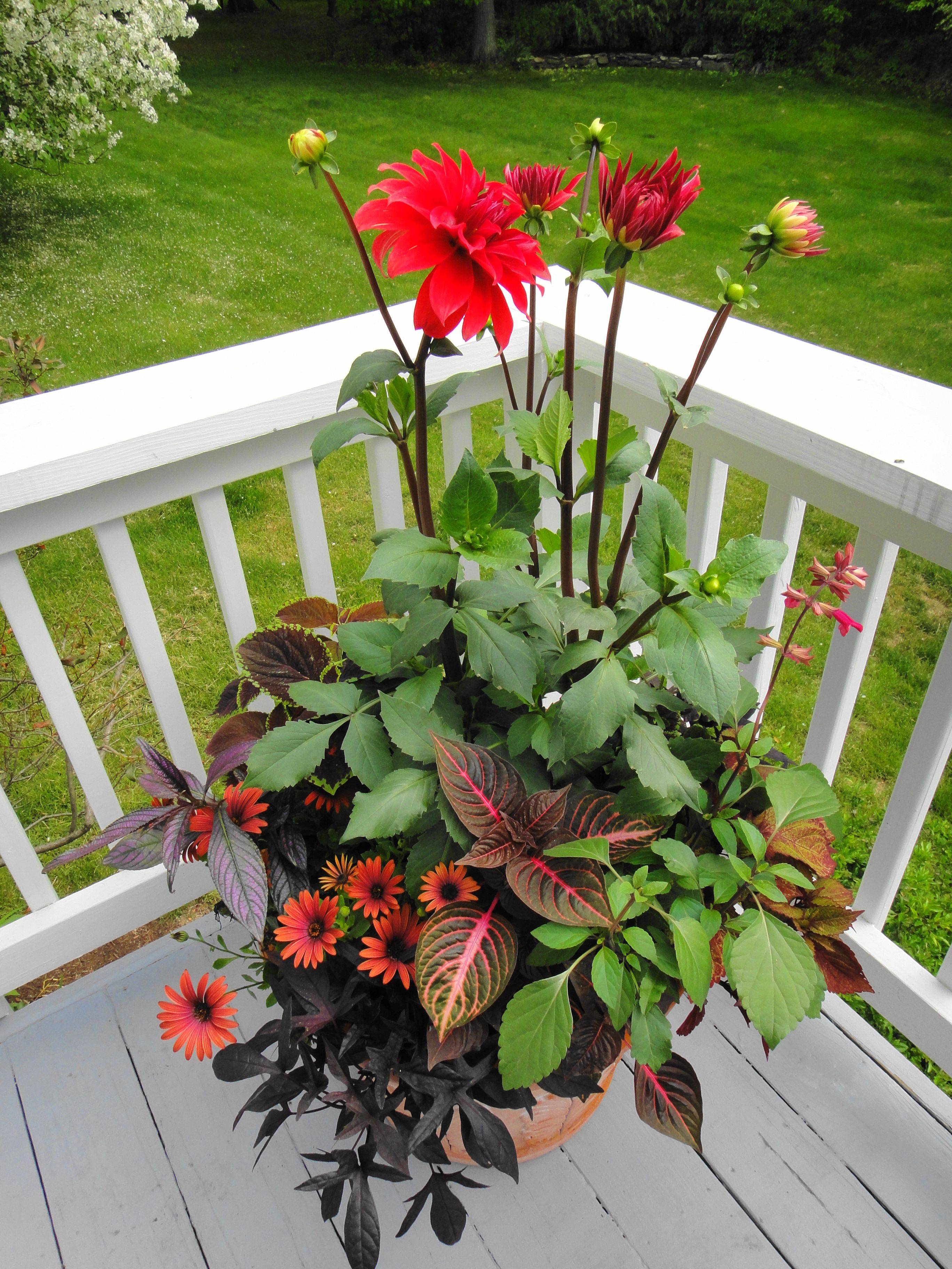 Full Sun Container Plants Ideas