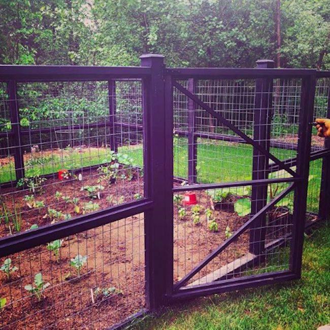 20 Chicken Wire Garden Enclosure Ideas Worth to Check SharonSable