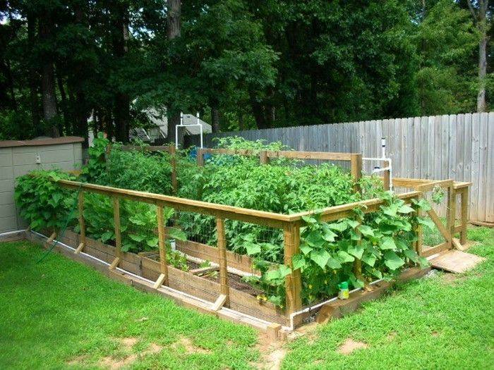 Vegetable Garden Backyardgarden Privacy Fence