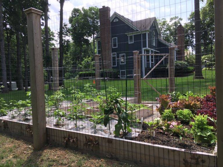 Vegetable Garden Layout