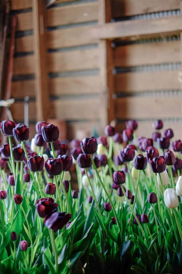 A Beautiful Spring Garden