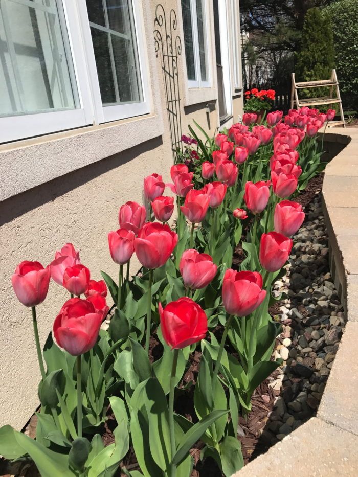 Nice Spring Bulb Garden