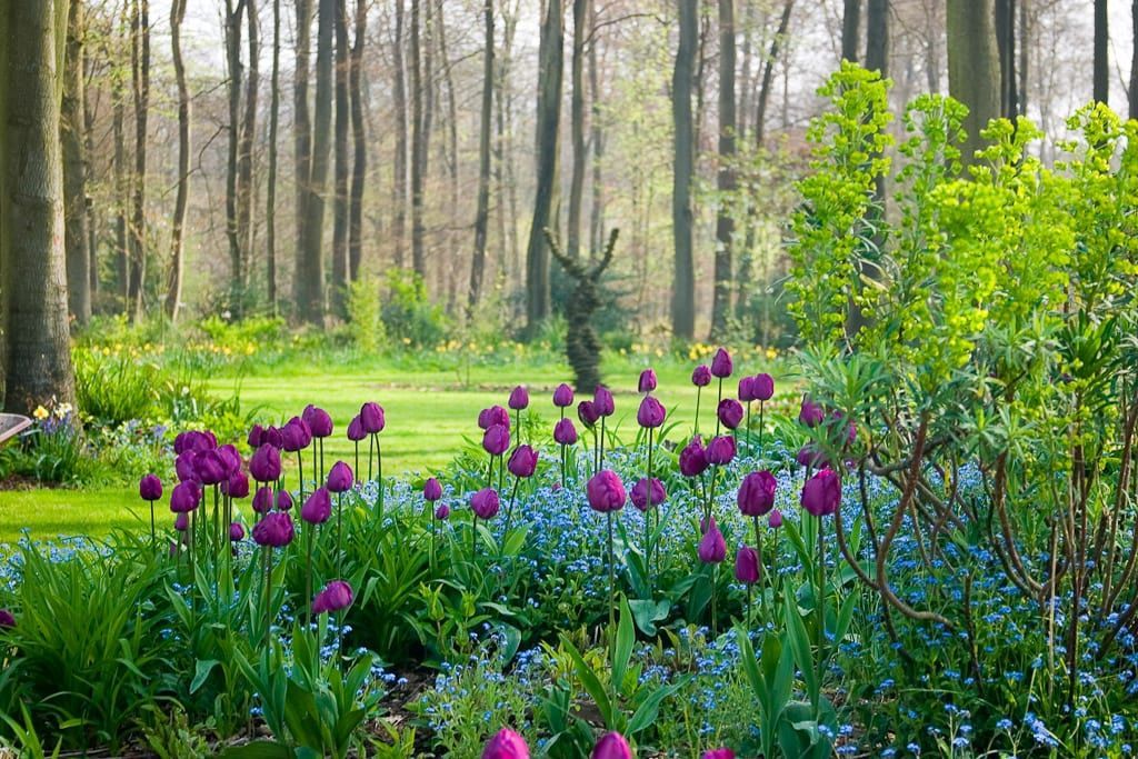 A Spring Display Finegardening Garden Bulbs