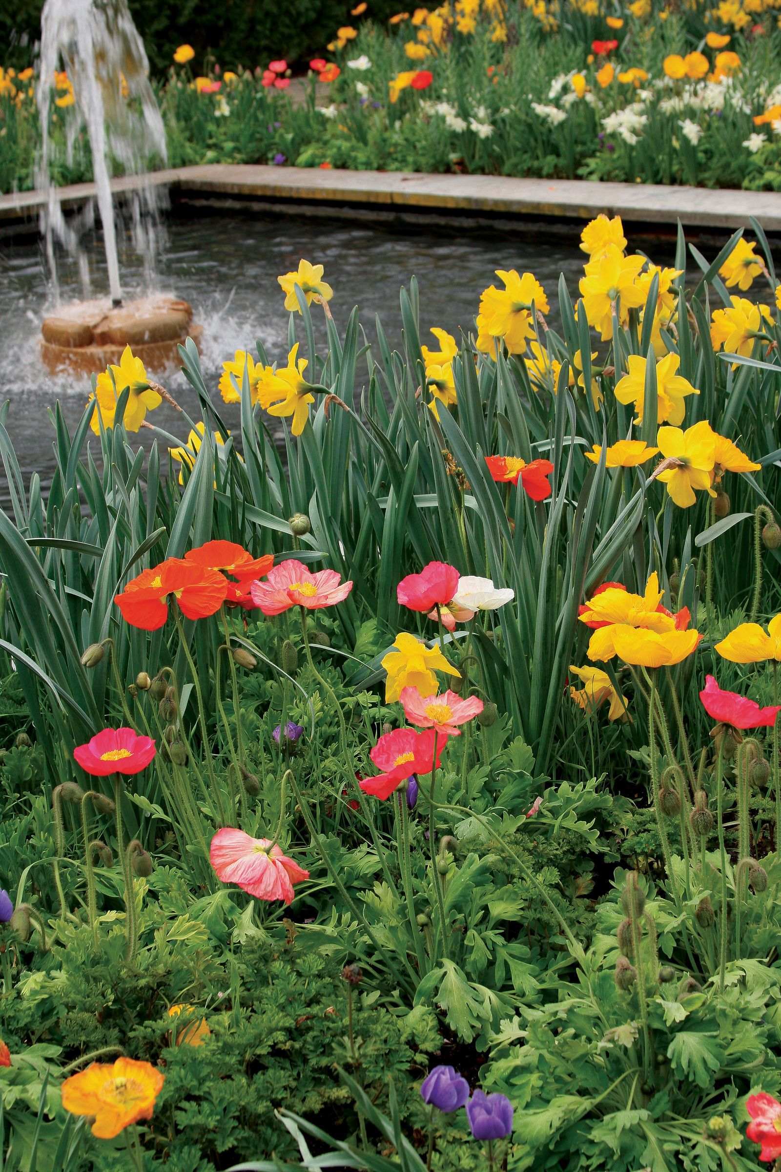 A Spring Display Finegardening Garden Bulbs