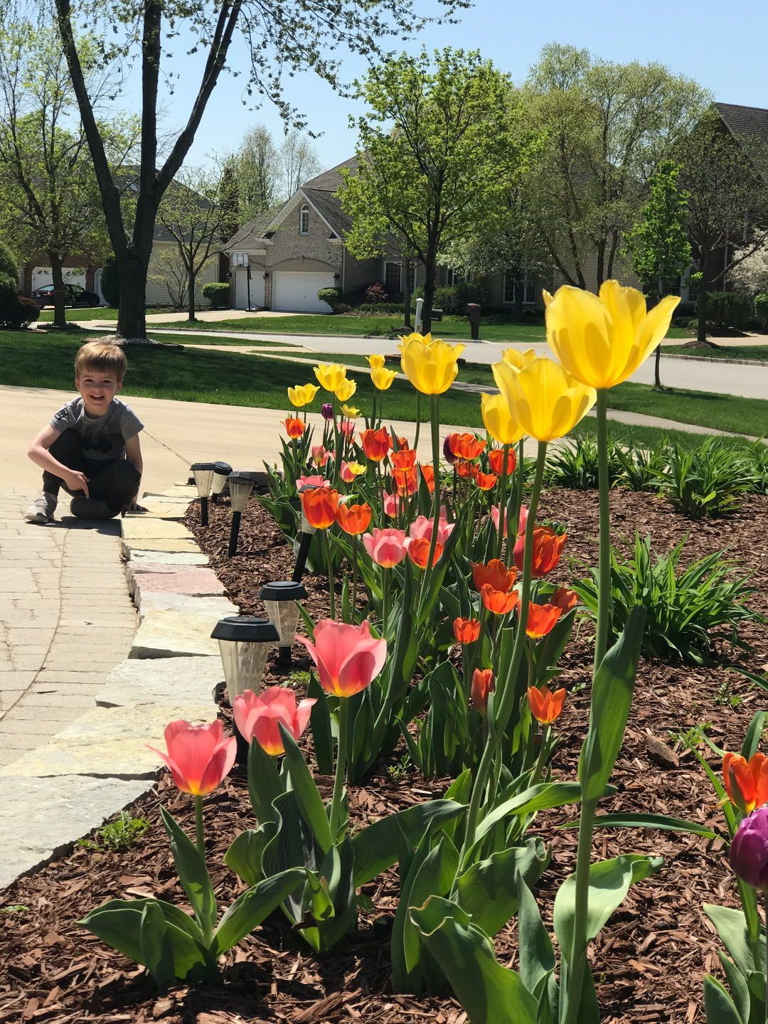 A Spring Display Finegardening Garden Bulbs