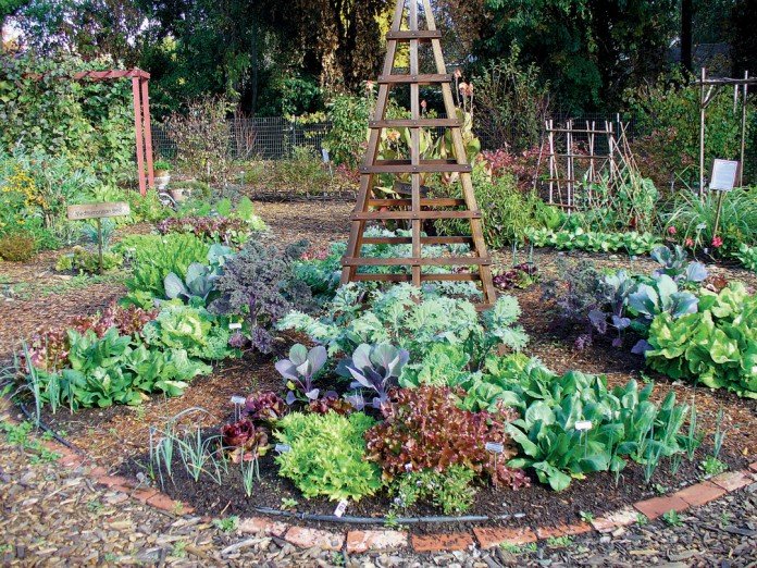 Beautiful Home Vegetable Gardening Ideas