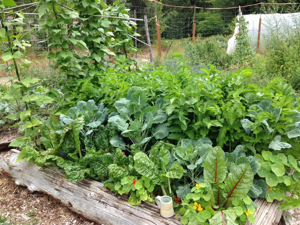 Front Lawn Vegetable Garden Design Sun Ray Garden Shawna Coronado