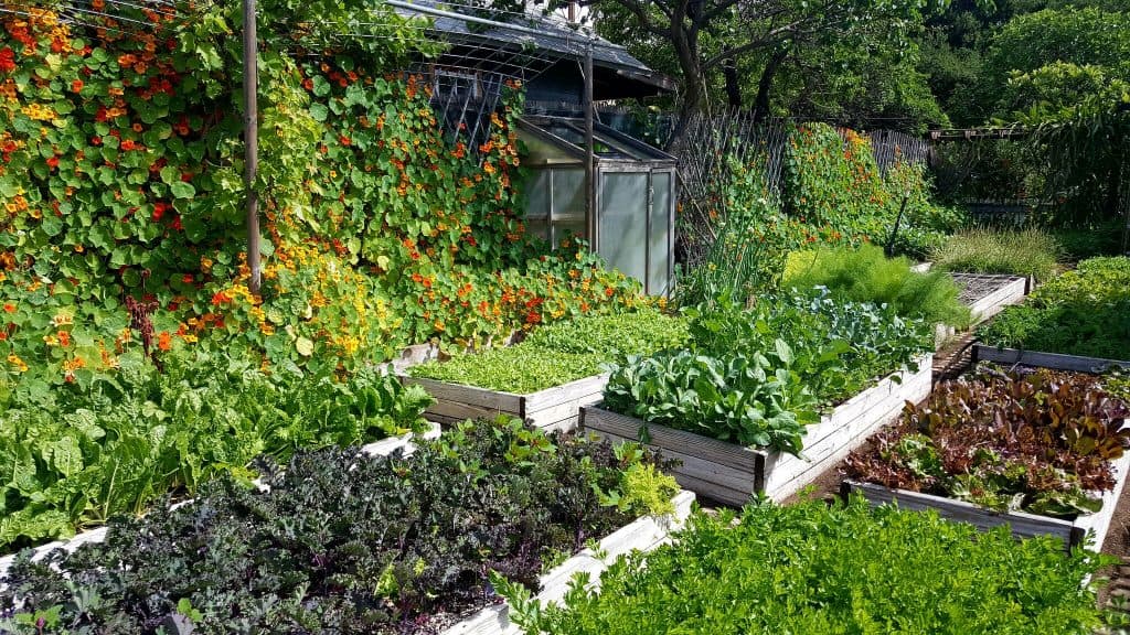 Vegetable Garden Growing Food