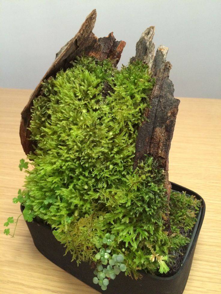 Aquarium Backyard Garden Ideas Nano Aquarium