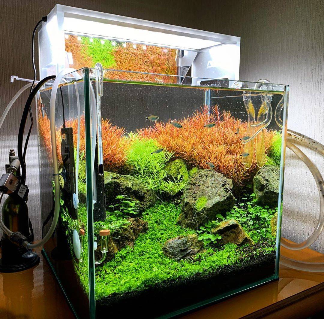 Brilliant And Creative Diy Nano Pond Garden Combination