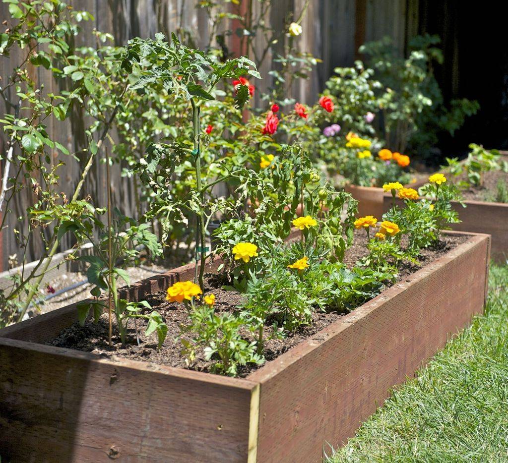 Unusual Vegetable Garden Ideas