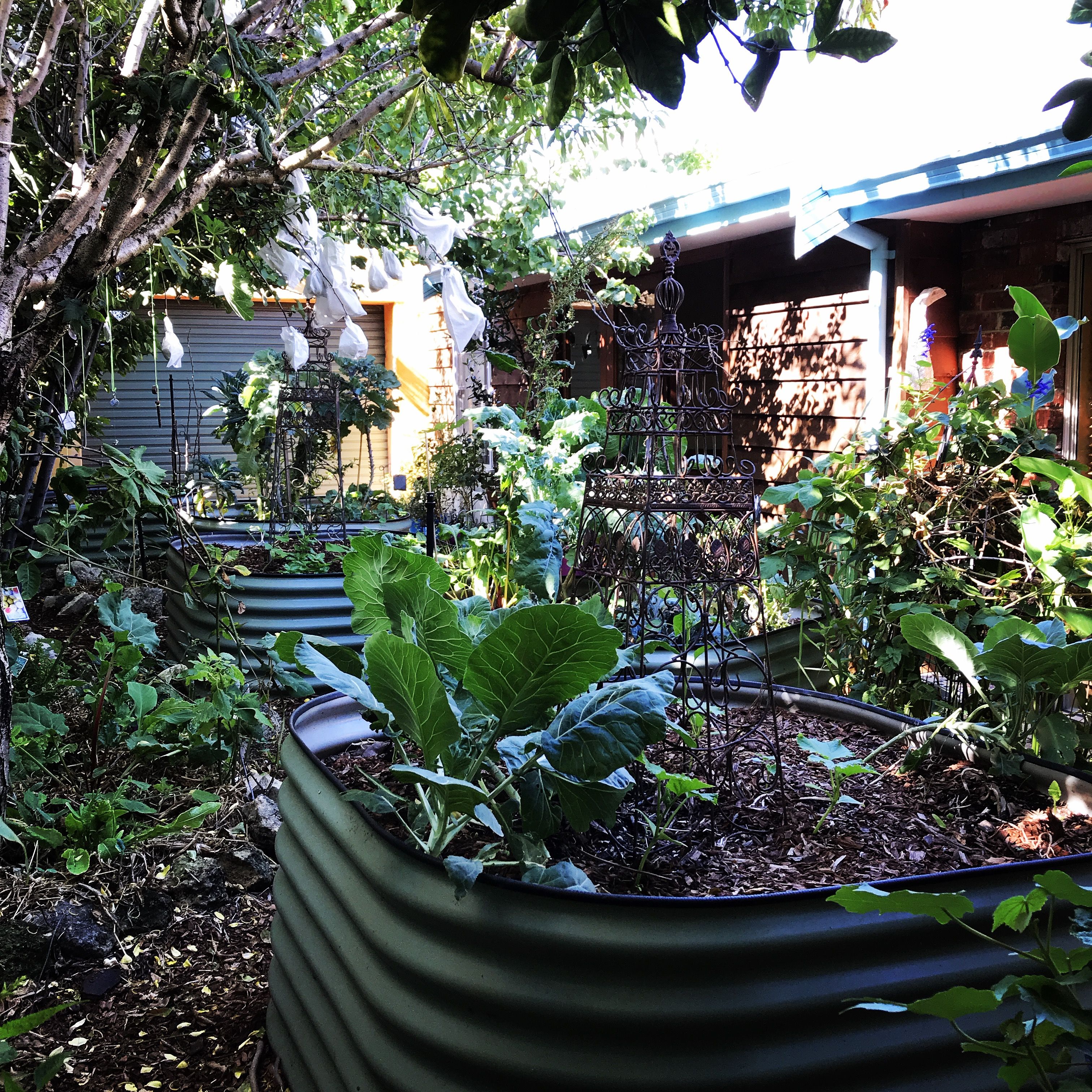 Backyard Permaculture Food Forest