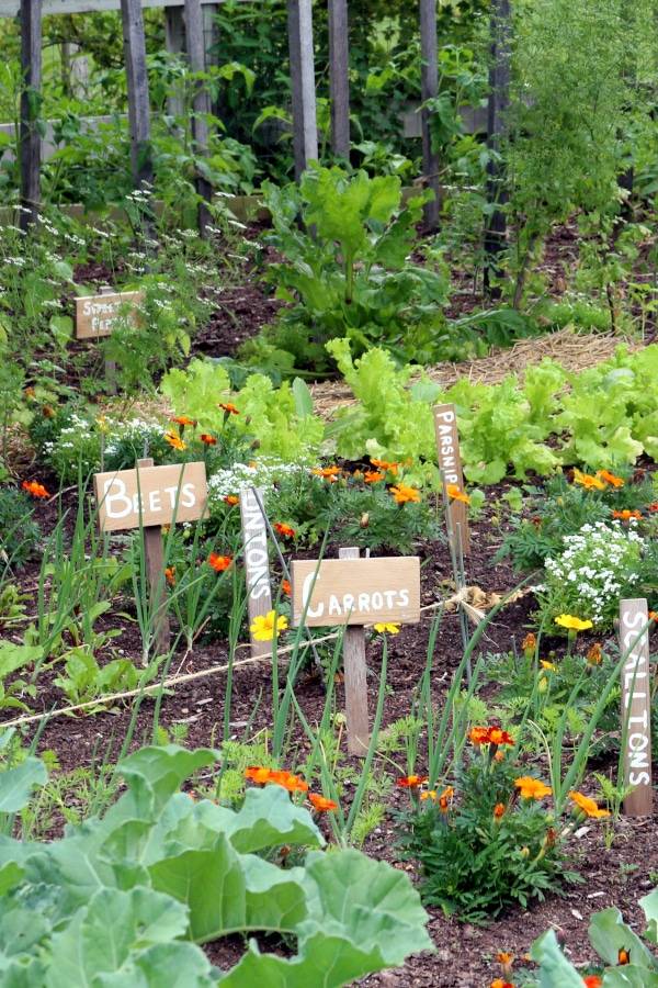 Companion Planting Ideas