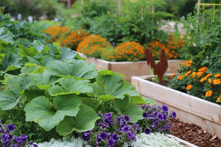 Best Vegetable Garden Layouts