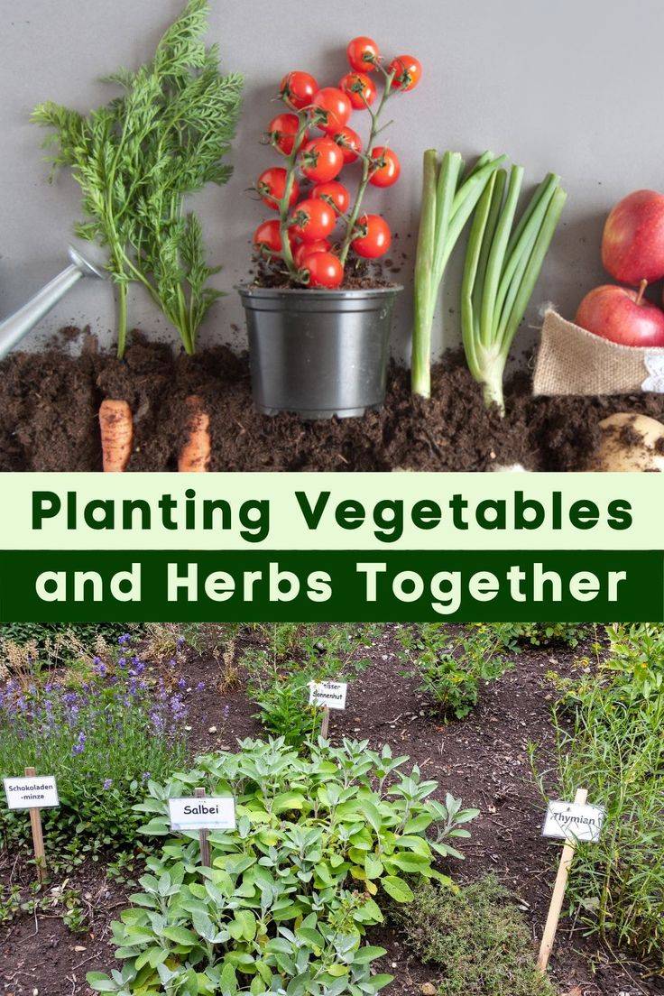 Companion Planting