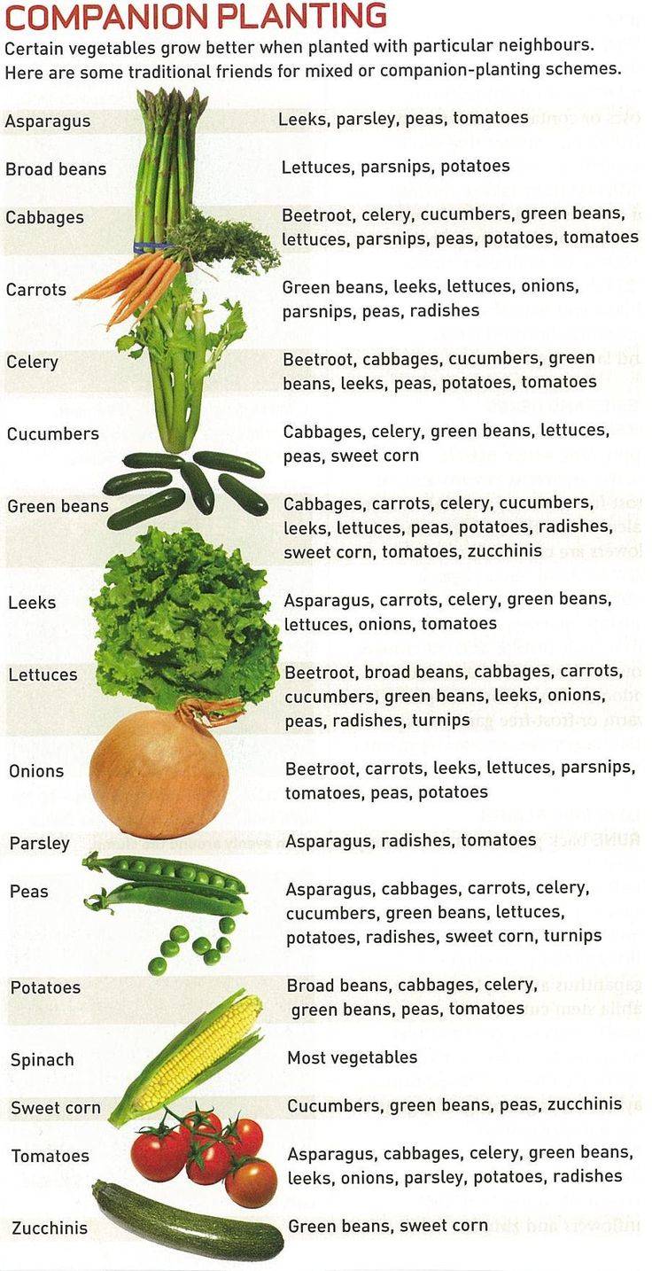 Companion Planting