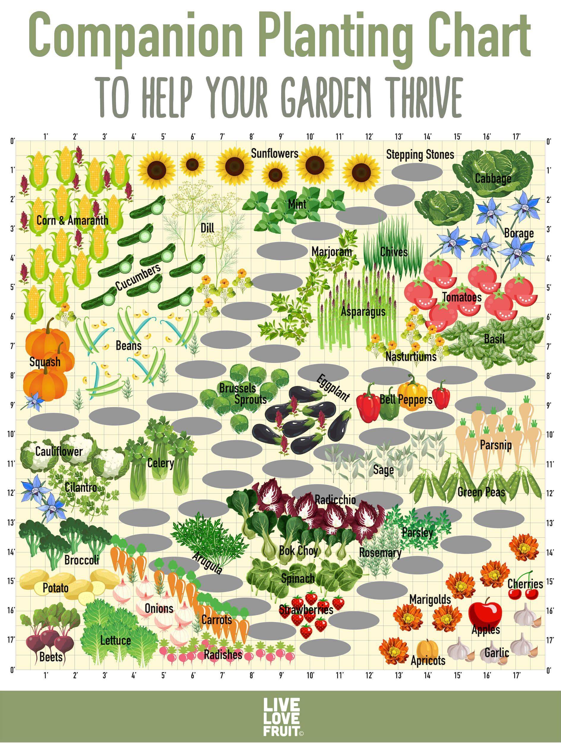 Companion Planting Gardening Tips