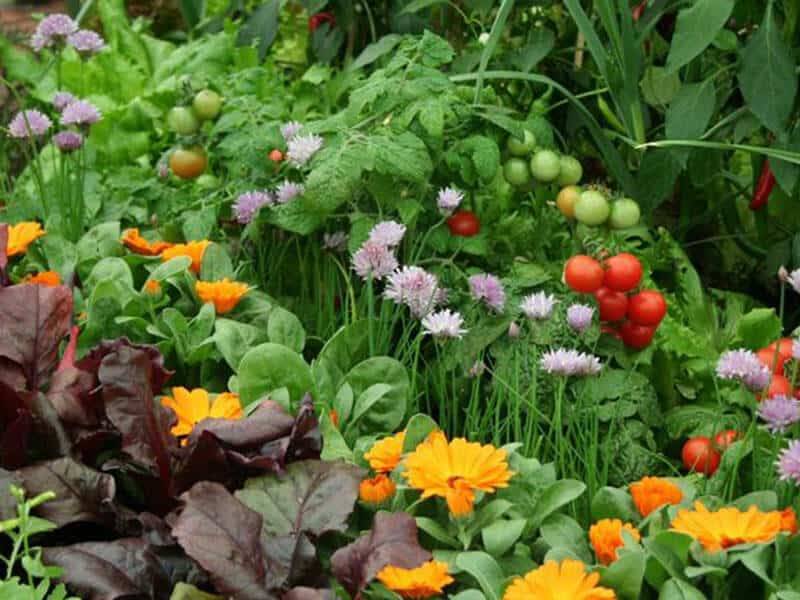 Companion Planting Gardening Tips