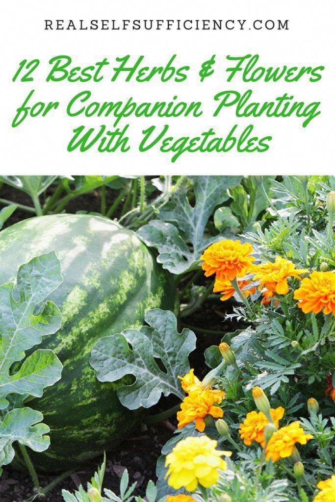 Vegetable Companion Planting In Containers Home And Garden Designs