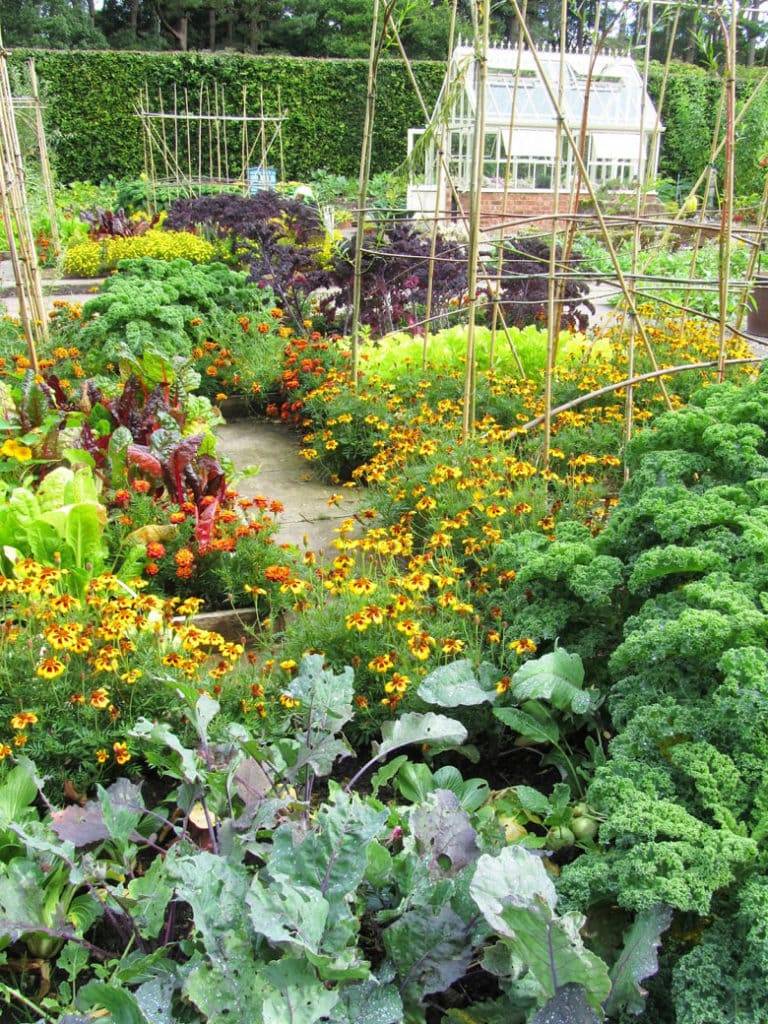 Vegetable Garden Companion Plants