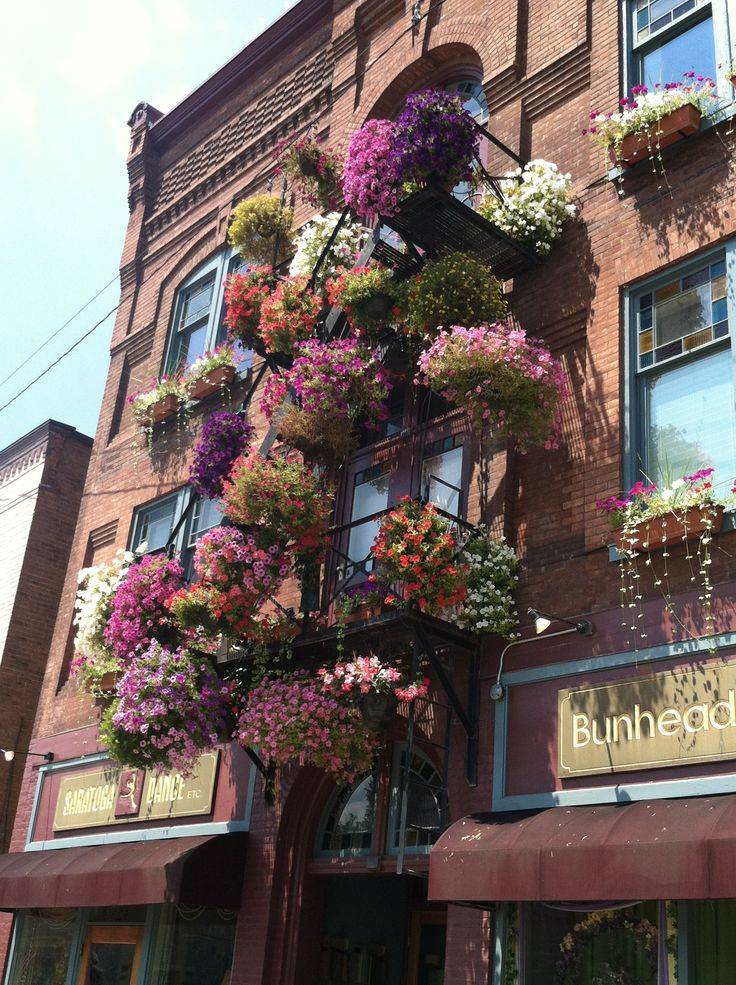 Olde Saratoga Home And Garden Flowers