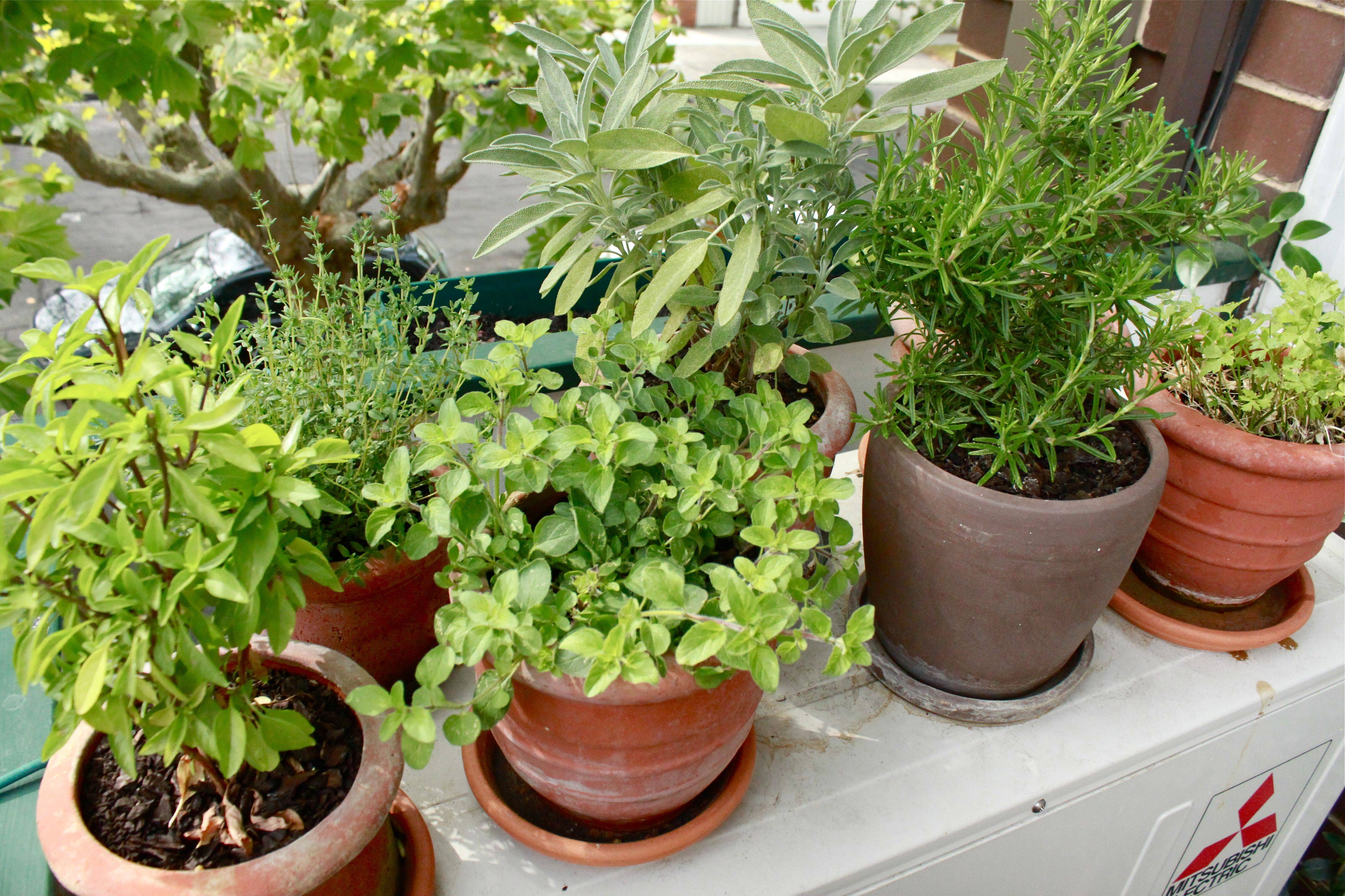 Apartment Herb Garden Tips Apartment Gardening