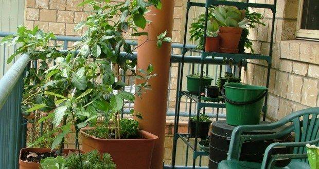 An Urban Food Garden Patio