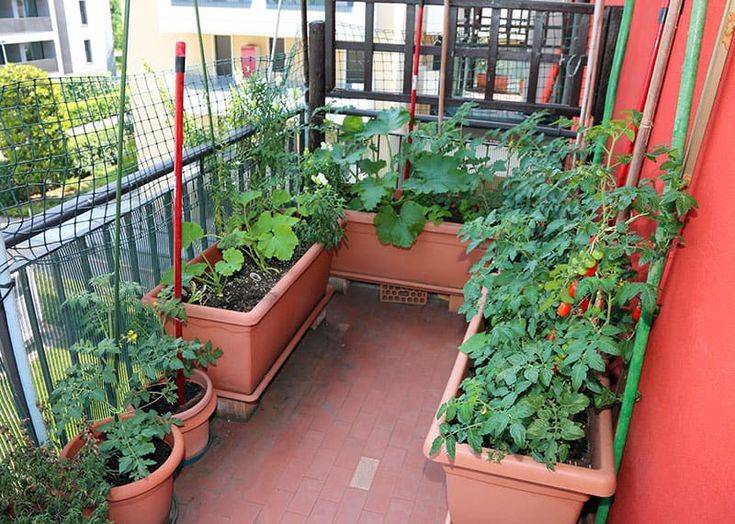 Family Food Garden