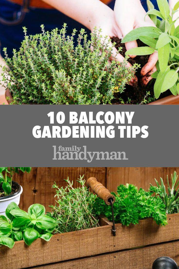 The Edible Balcony Book Apartment Balcony Garden