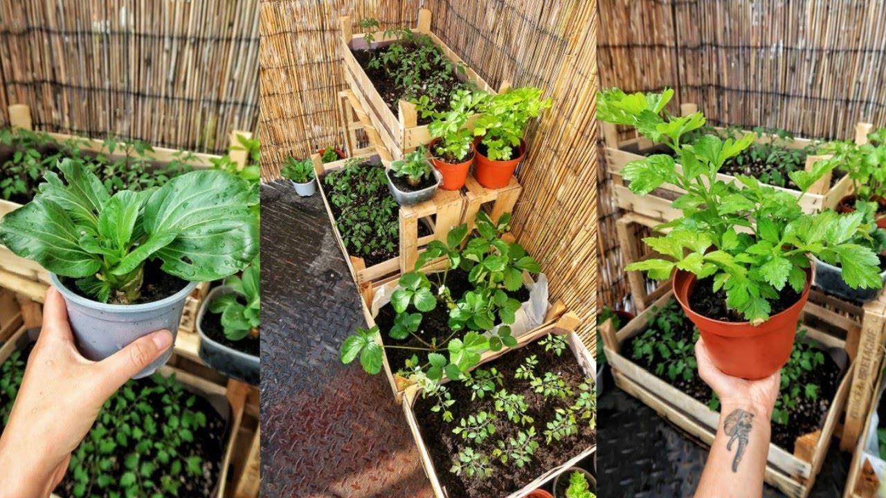 Beautiful Apartment Balcony Vegetable Garden Ideas Balcony