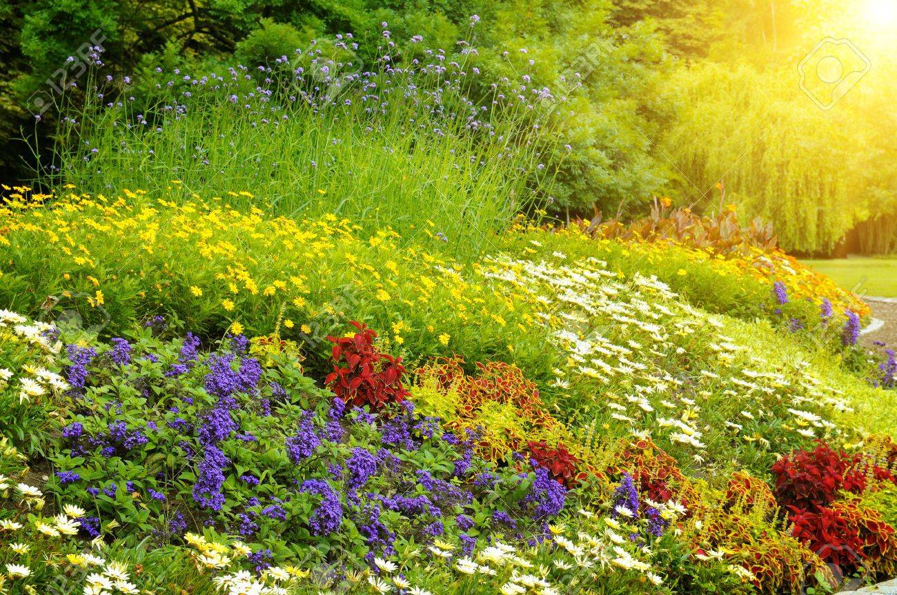 Best Lowmaintenance Bushes