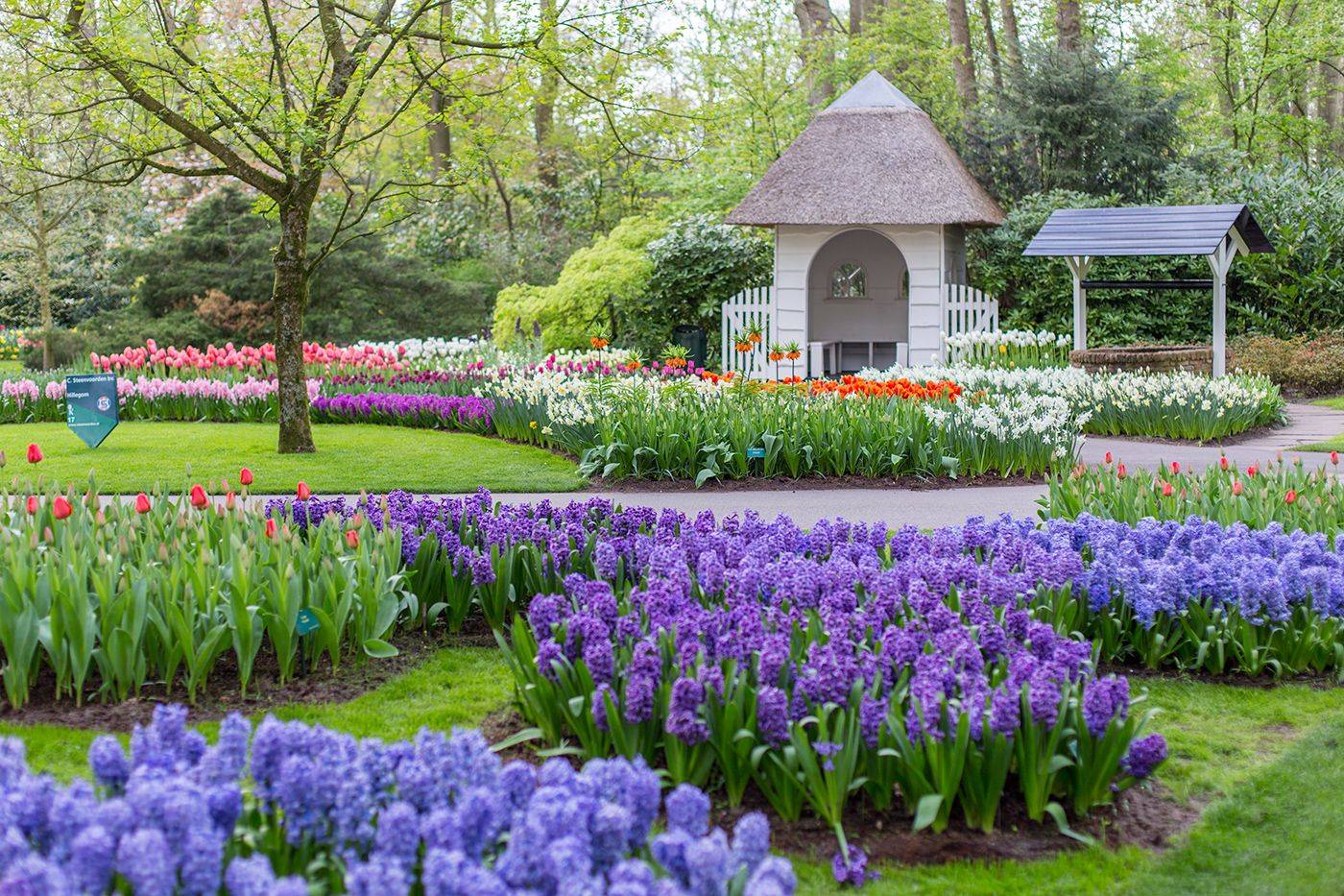 Beautiful Tulips Garden Mix