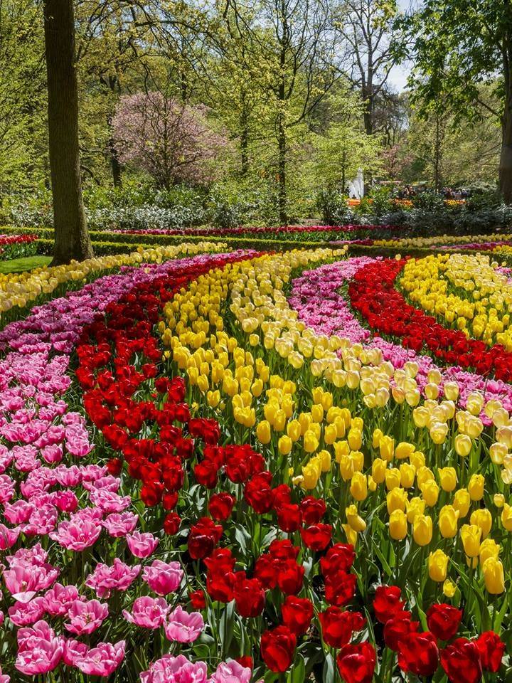 Keukenhof Flower Garden