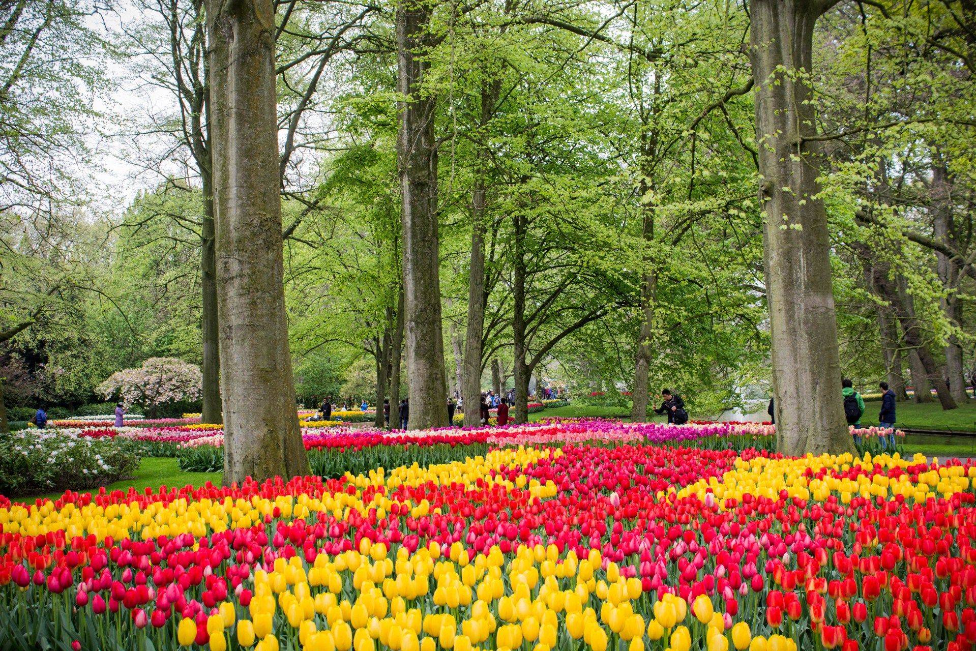 Keukenhof Tulip Gardens Virtual Tour Beautiful Flower Arrangements