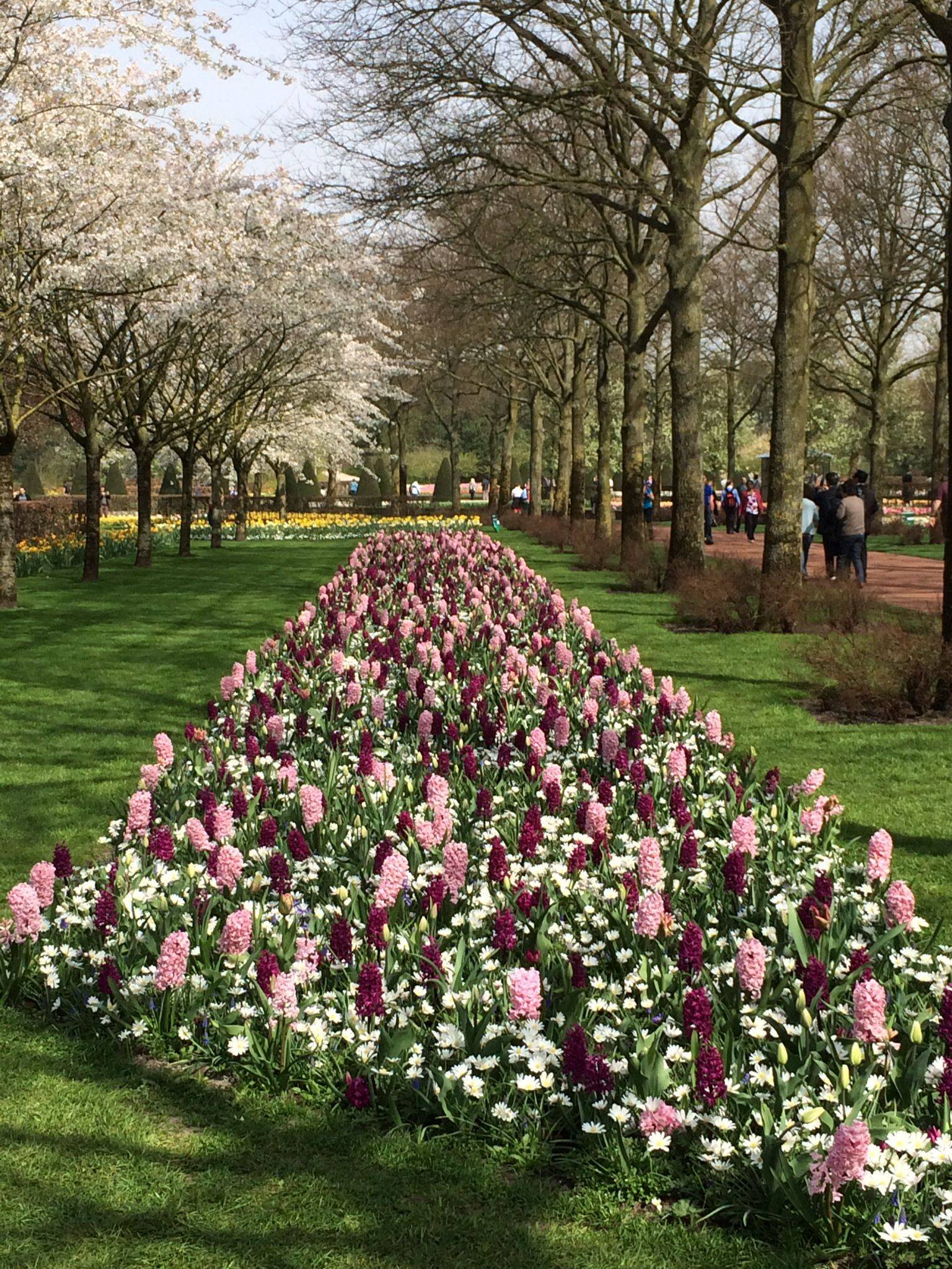 Multicoloured Tulips Keukenhof Gardens